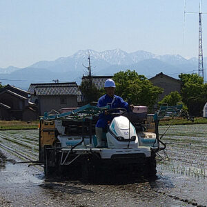 ５月16日生育情報（富山市ほ場vol.１）